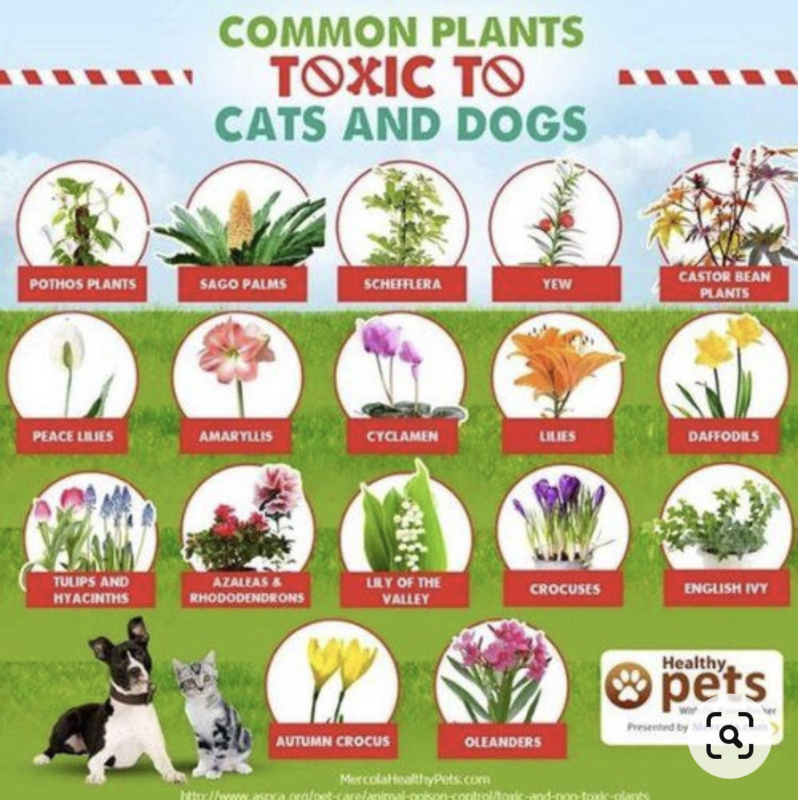 Garden plants dangerous to dogs